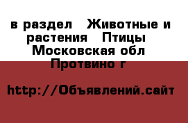  в раздел : Животные и растения » Птицы . Московская обл.,Протвино г.